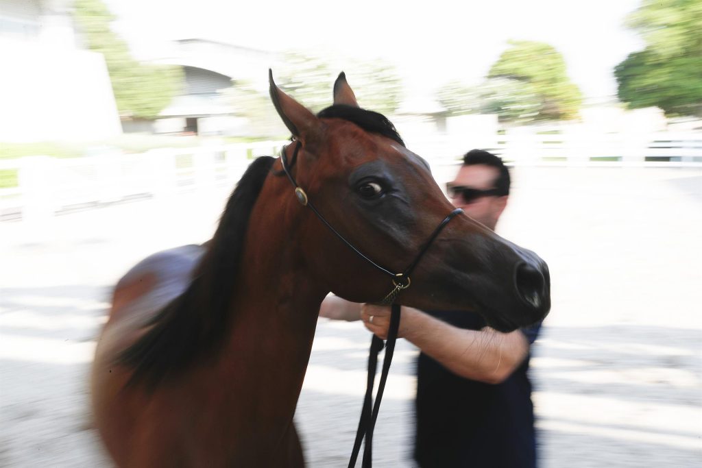 #Fotos Los animales ancestrales de Qatar - 05bb2c7631765b0b737bcdea7c543255a0cc0fa5w-1024x683