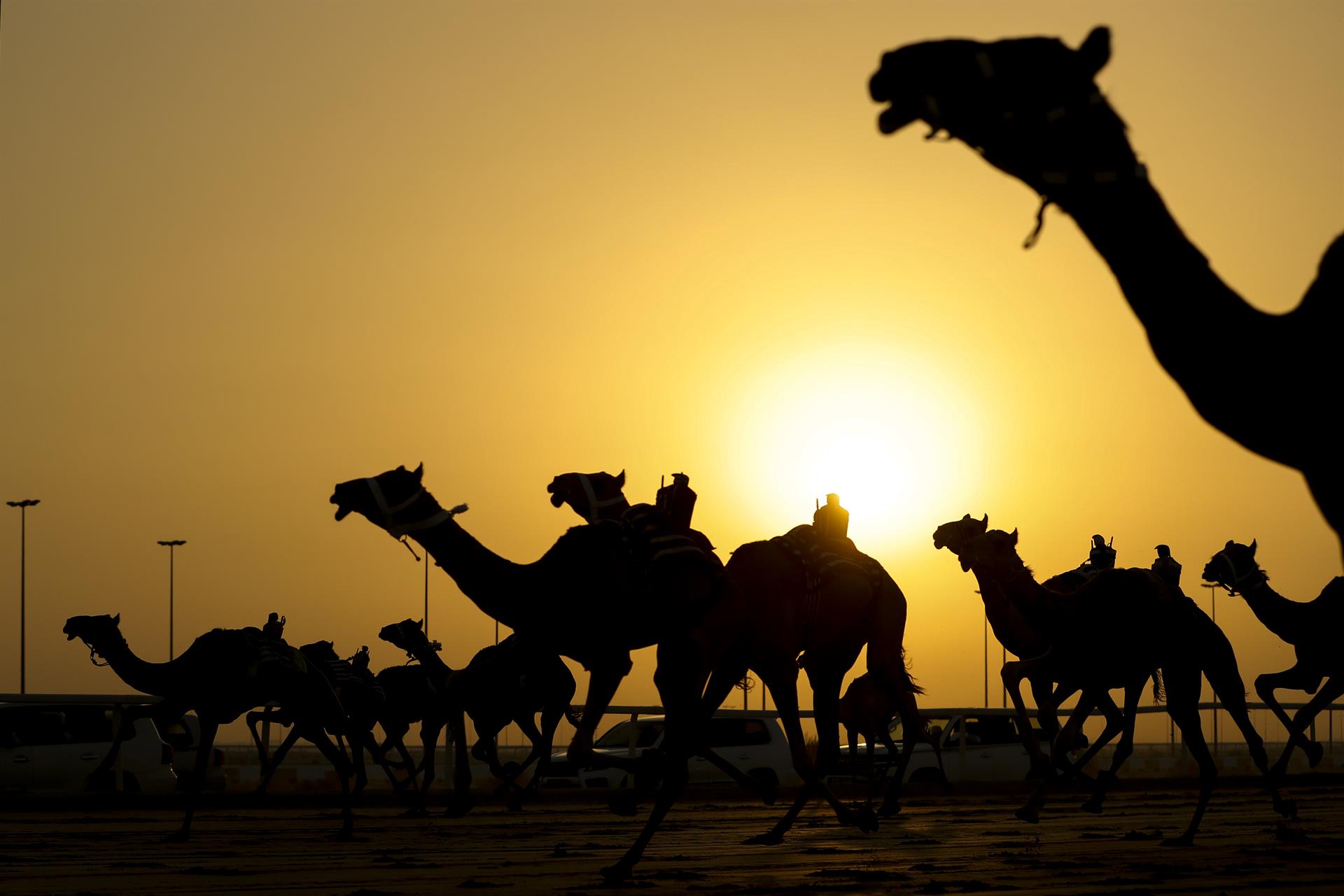 #Fotos Los animales ancestrales de Qatar #Fotos Los animales ancestrales de Qatar