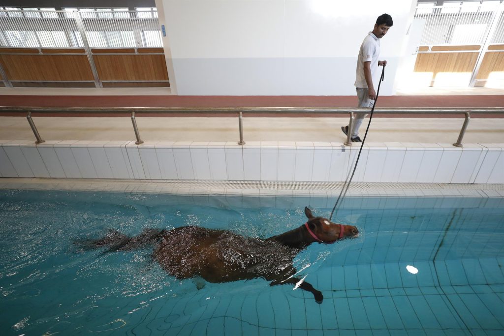 #Fotos Los animales ancestrales de Qatar - 6c2fe9d6bfc55c1e7f78fc8afba7f26c1ecd0472w-1024x683