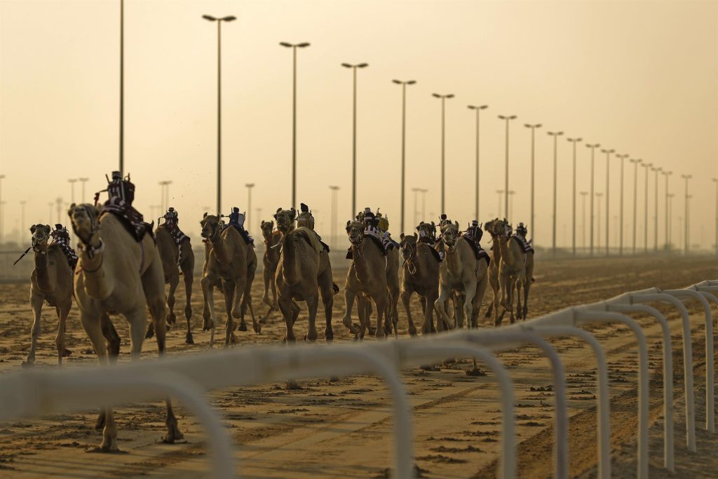 #Fotos Los animales ancestrales de Qatar - 9d8e837dabe947daf0fb7f325c4eae18745889a5w-1024x683