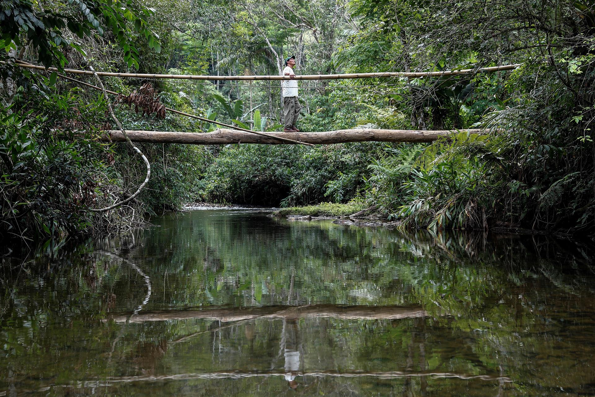 Al Bosque Atlántico brasileño le queda menos del 25 % de su vegetación nativa