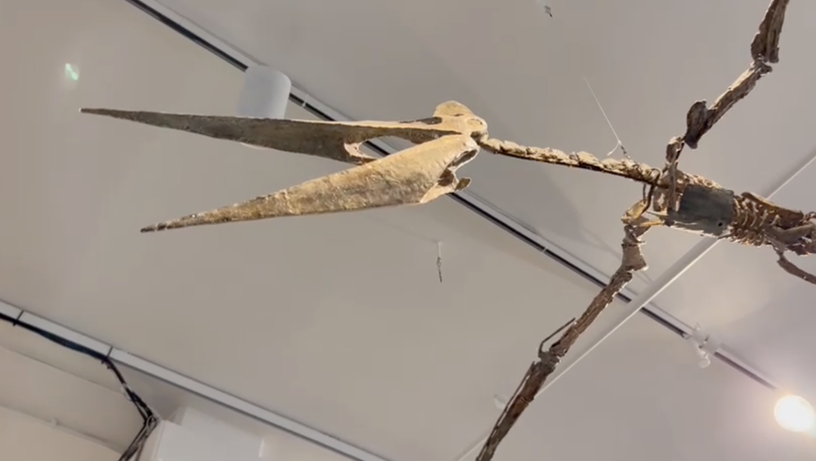 El Pteranodon: uno de los reptiles voladores más grandes de Norteamérica y su gran parecido con los pelícanos