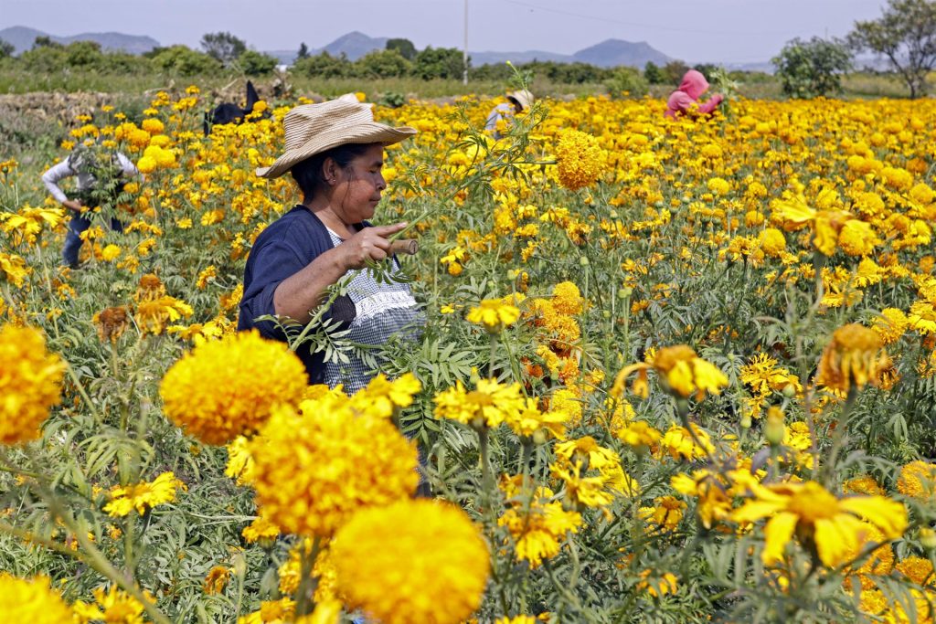 Flores de cempasúchil listas para atraer a las almas al centro de México - cempasuchil-2-1024x683