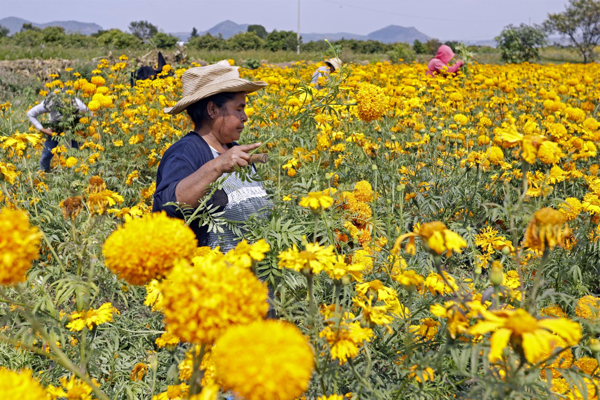 La Flor de Cempasúchil está lista para teñir de color el Día de Muertos en México