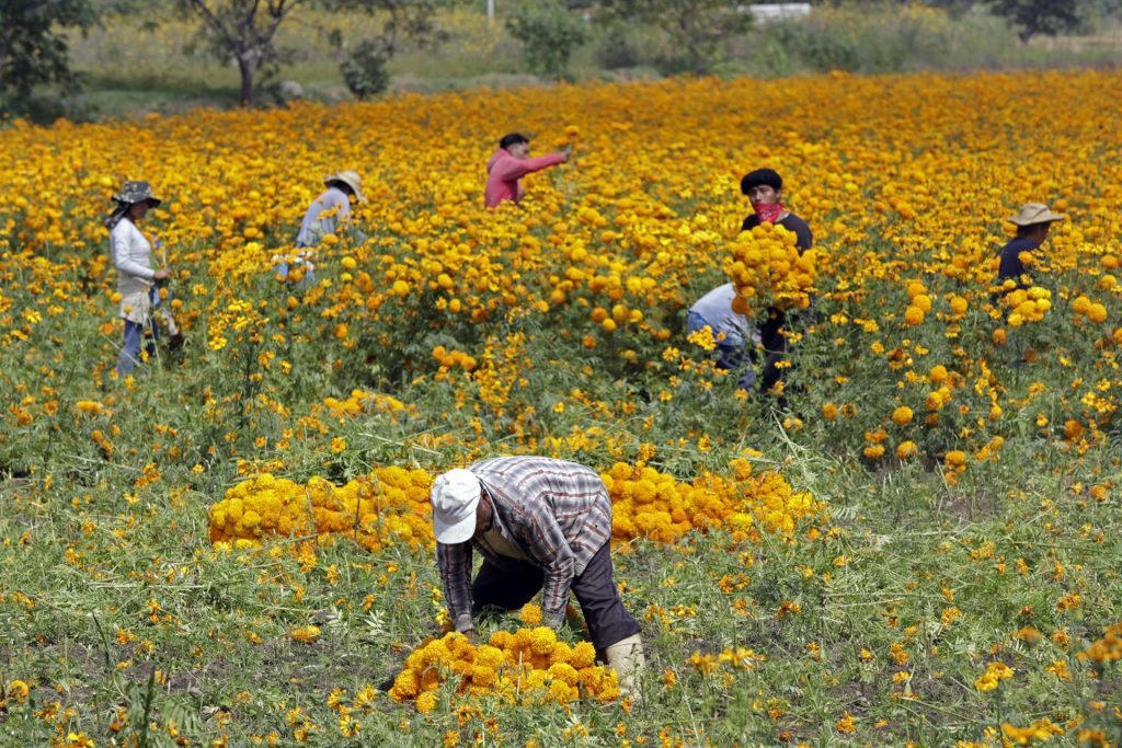 Flores de cempasúchil listas para atraer a las almas al centro de México - cempasuchil-3-1024x683