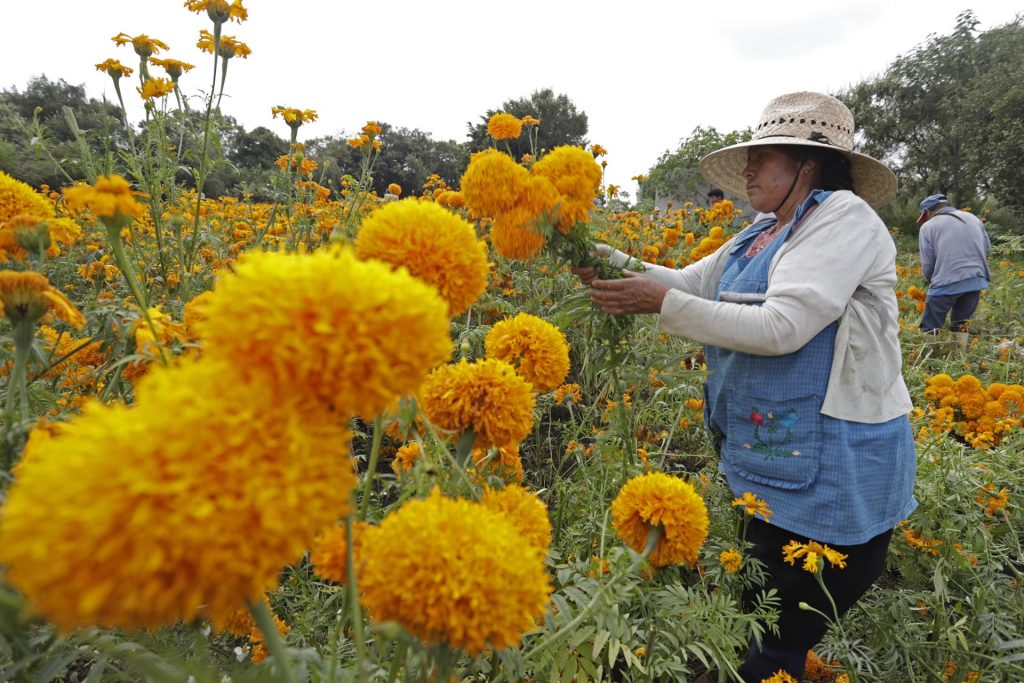 Flores de cempasúchil listas para atraer a las almas al centro de México - cempasuchil-4-1024x683
