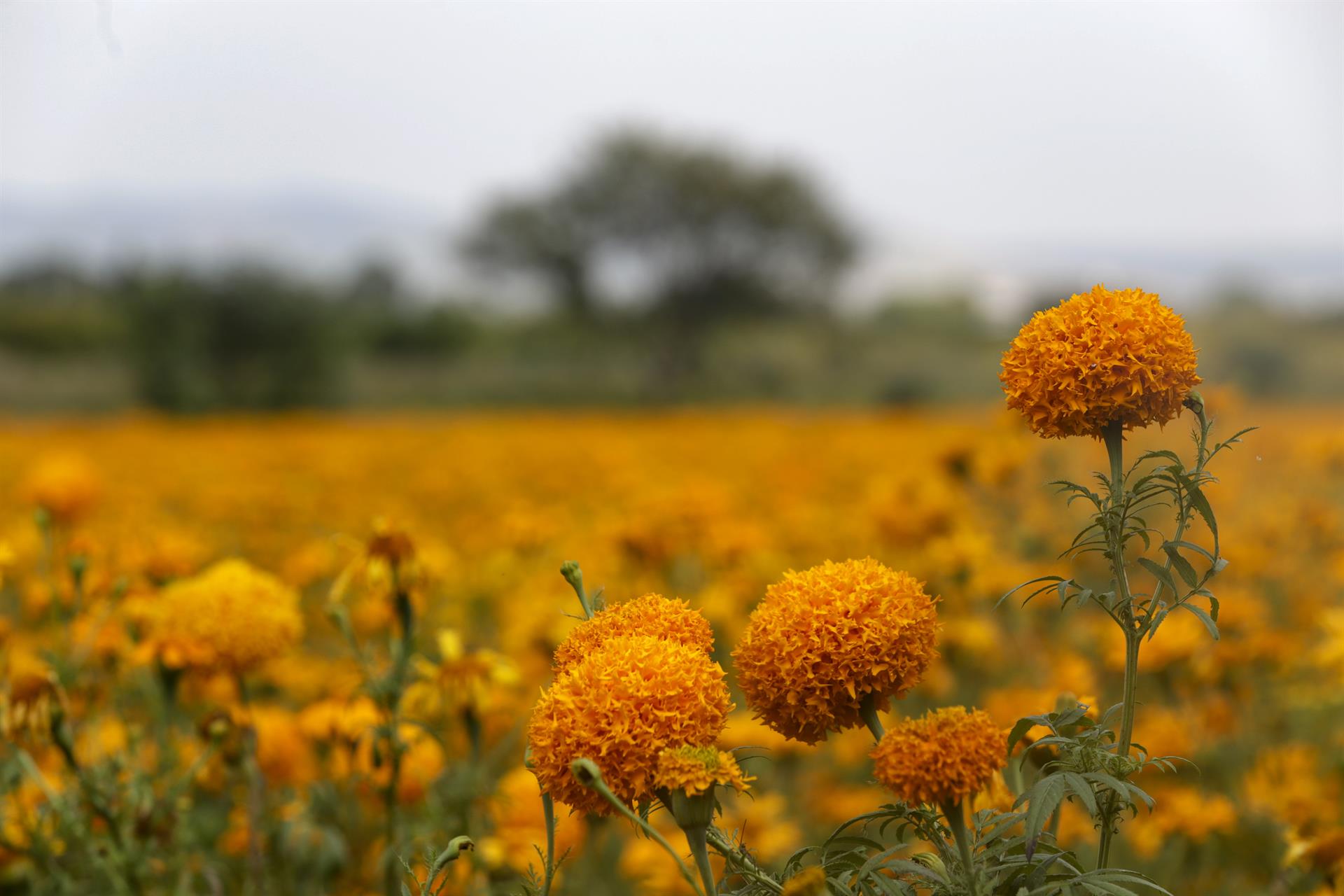 Flores de cempasúchil listas para atraer a las almas al centro de México Flores de cempasúchil listas para atraer a las almas al centro de México