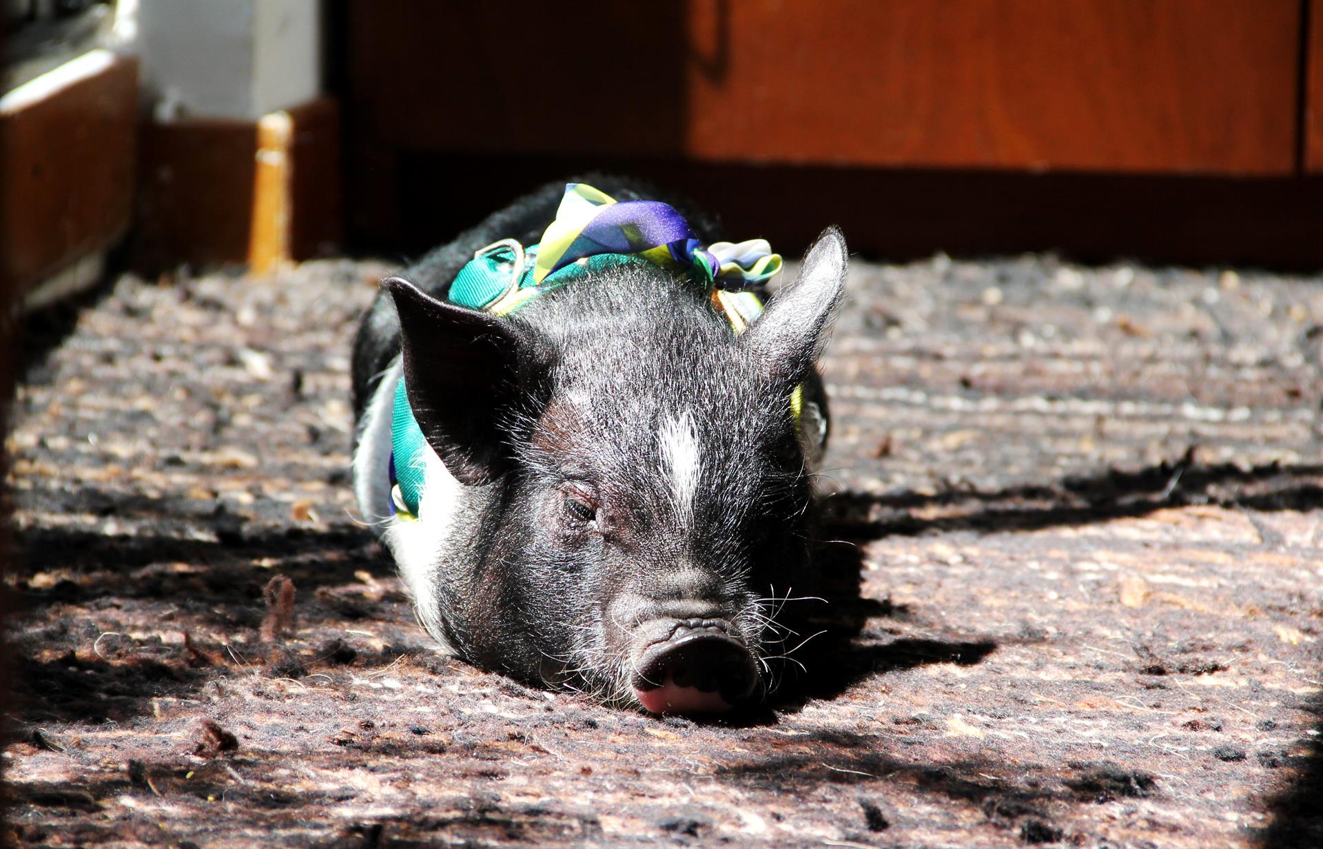 EE.UU. devuelve a México a cerdito de mascota por razones sanitarias EE.UU. devuelve a México a cerdito de mascota por razones sanitarias