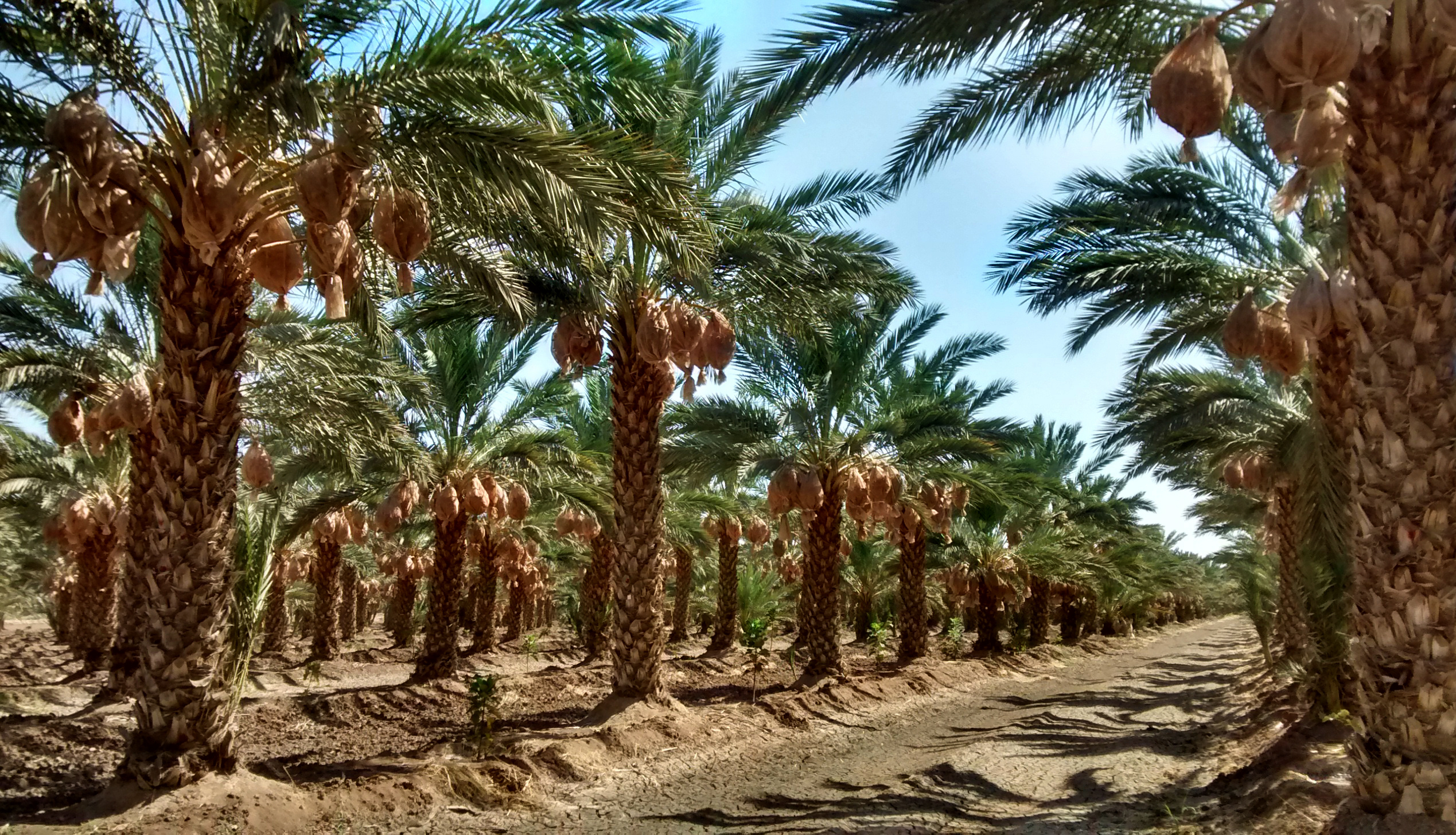 México y Emiratos Árabes Unidos promoverán dátil mexicano en Medio Oriente