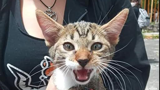 Fiscalía CDMX realiza peritajes en CCH Vallejo por asesinato del gato Haru Fiscalía CDMX realiza peritajes en CCH Vallejo por asesinato del gato Haru