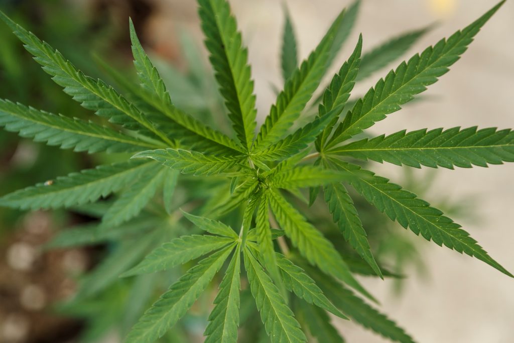 Sin pruebas de que el cannabis medicinal sea eficaz para la depresión o la ansiedad - mariguana-1-1024x683