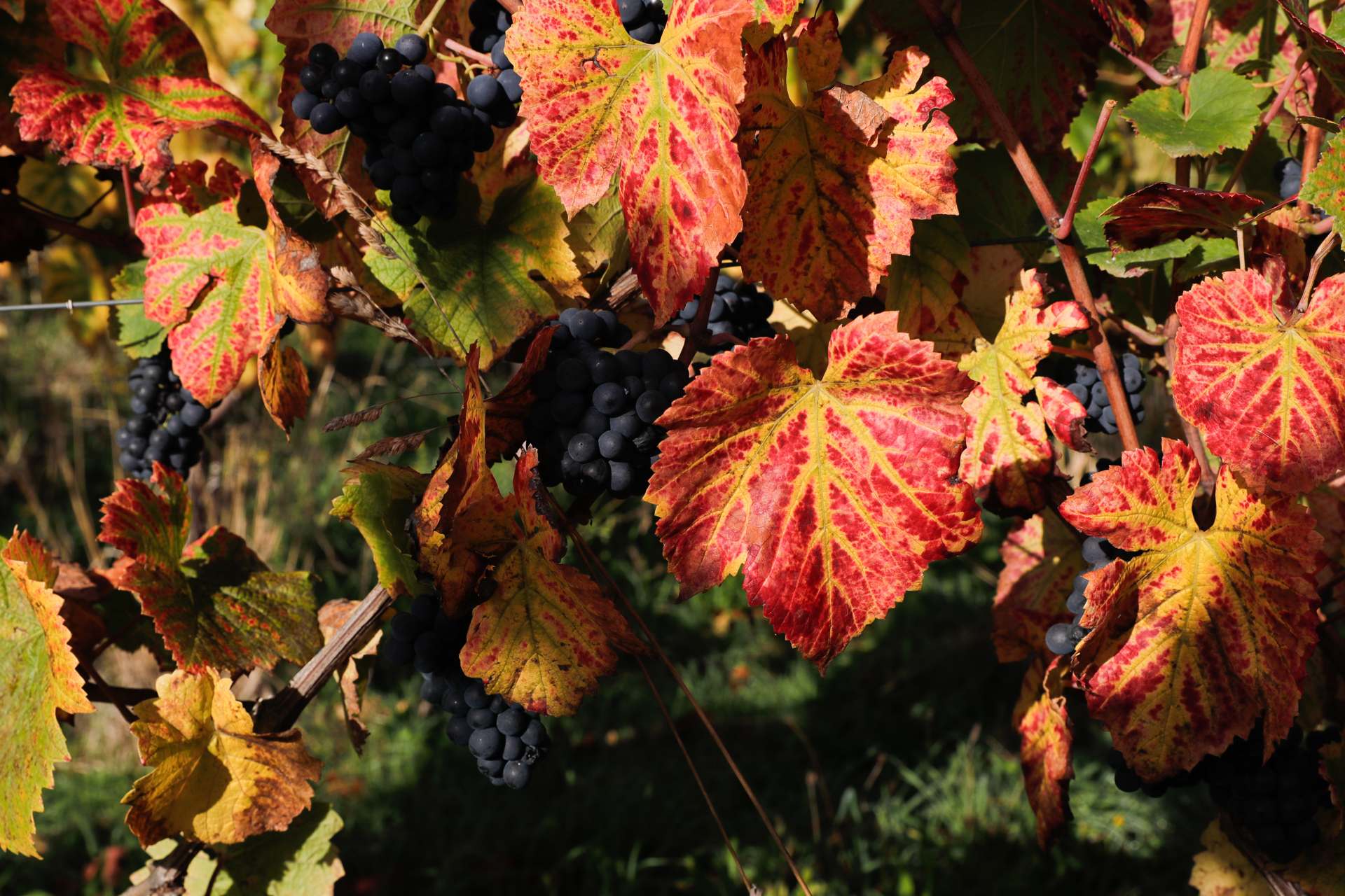 ¿Normandía, región vitícola? El calentamiento global podría hacerlo realidad ¿Normandía, región vitícola? El calentamiento global podría hacerlo realidad