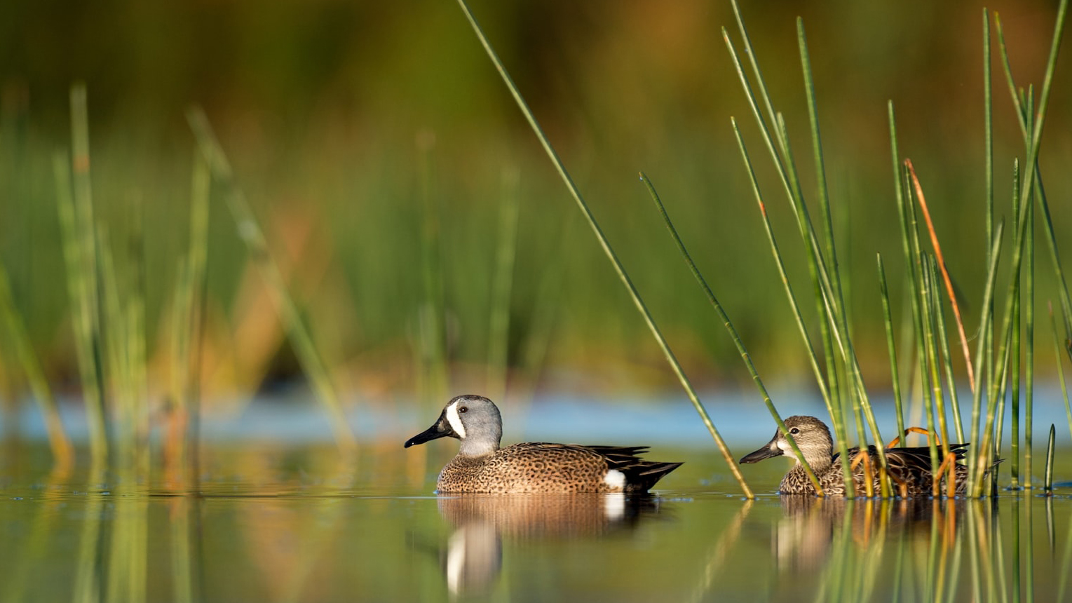 México prepara estrategia contra influenza aviar AH5N1 México prepara estrategia contra influenza aviar AH5N1