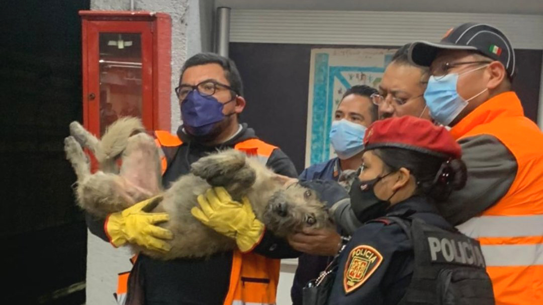 Rescatan a perro en vías de Línea 2 del Metro CDMX Rescatan a perro en vías de Línea 2 del Metro CDMX