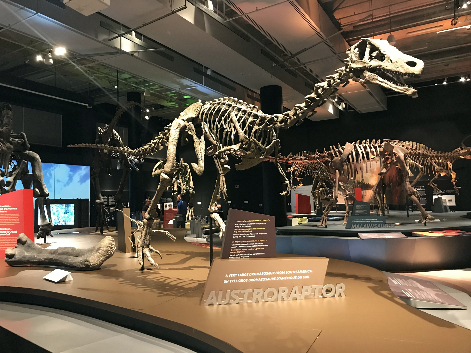 Una exposición en Miami muestra todo de los “exóticos” dinosaurios del sur