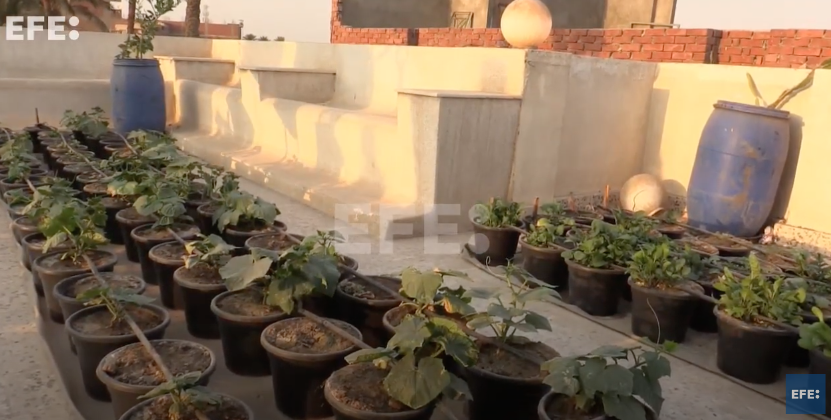 Plantar en tejados para contrarrestar la tala masiva de árboles en Egipto