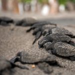 Veinte millones de tortugas marinas nacen con programa de conservación en Caribe mexicano