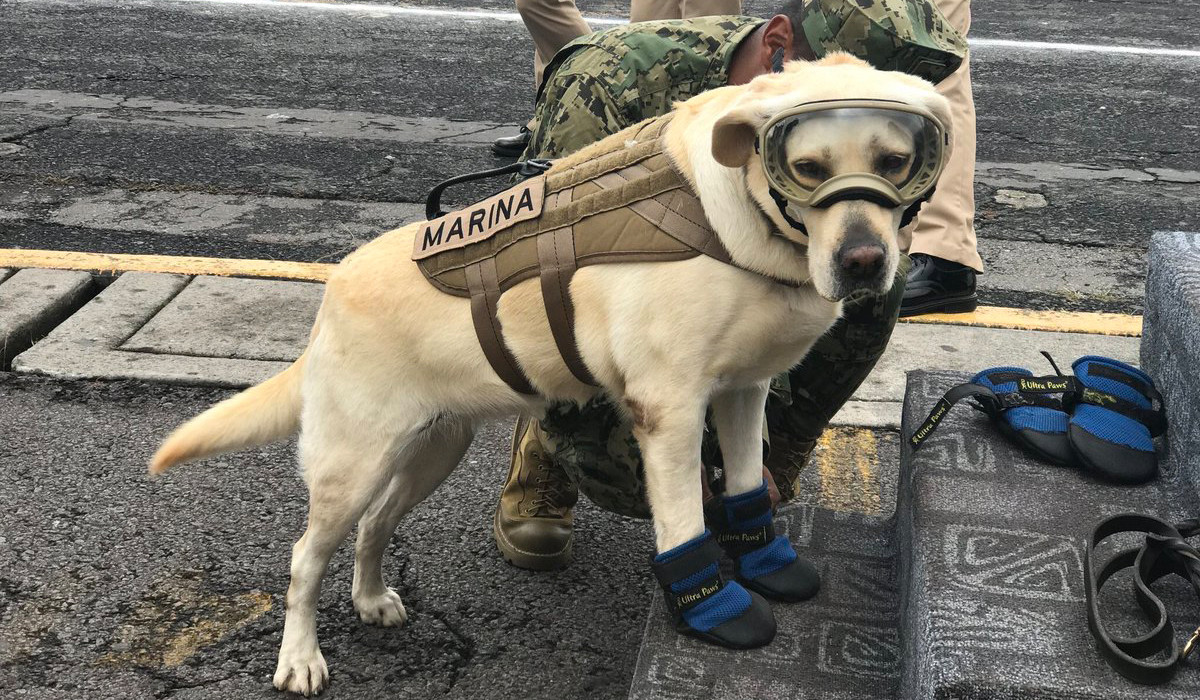 Muere Frida, la perrita rescatista de la Secretaría de Marina