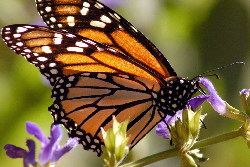 México pone en marcha sistema de rastreo de mariposa monarca para estudiar desplazamiento - mariposa-monarca-1024x683