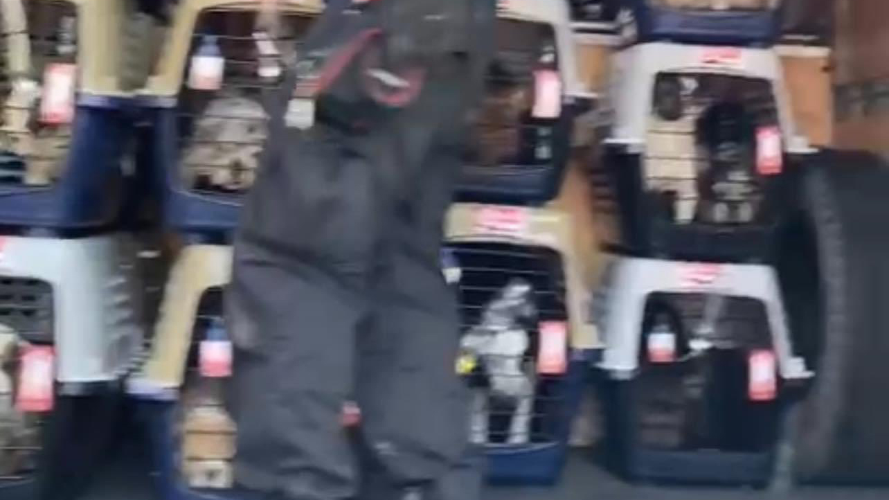 Recuperan más de 200 perros robados en la GAM Recuperan más de 200 perros robados en la GAM