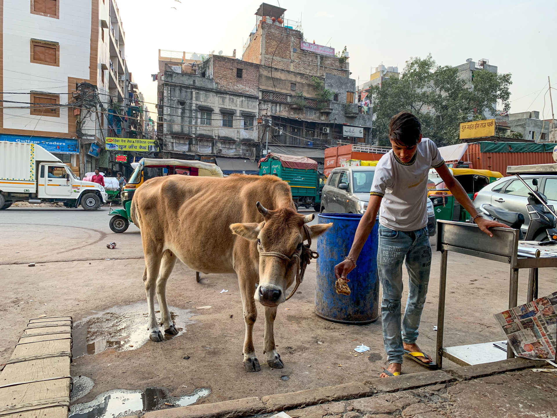 Un virus amenaza en India a las vacas, un animal sagrado para el hinduismo