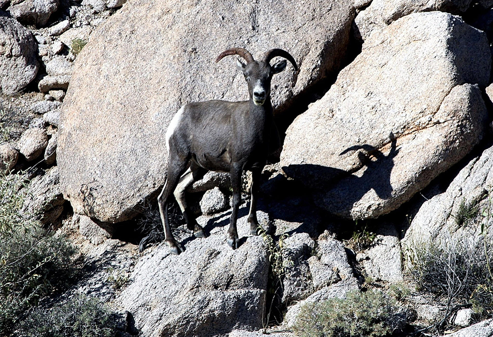 La cacería del borrego cimarrón divide a los indígenas de Sonora La cacería del borrego cimarrón divide a los indígenas de Sonora