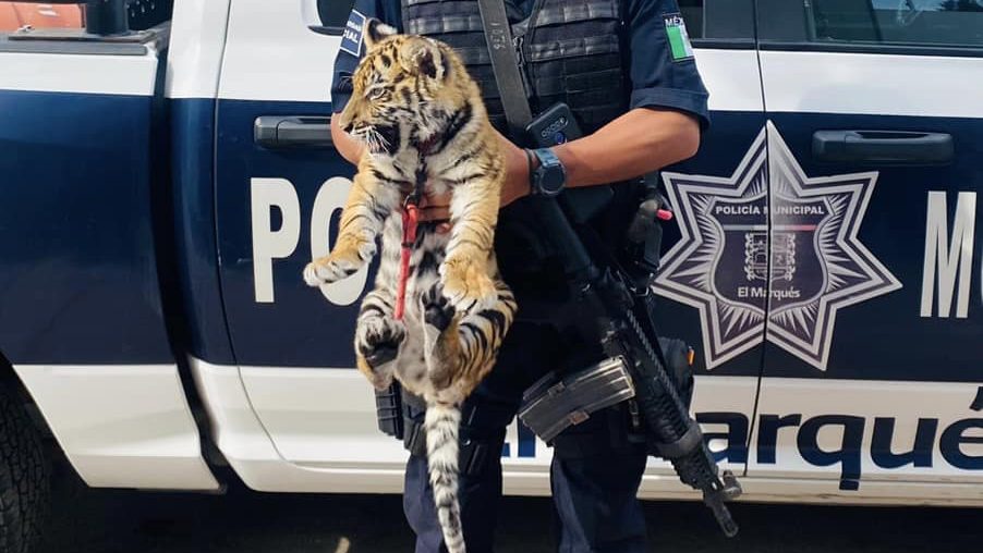 Detienen en Querétaro a pareja con cachorro de tigre y armas
