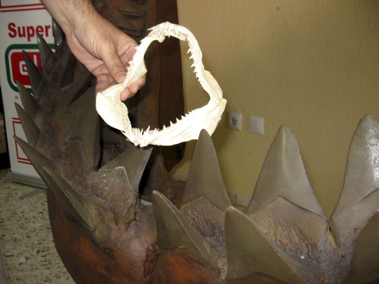 Hallan un fósil de un gigantesco tiburón prehistórico en aguas australianas