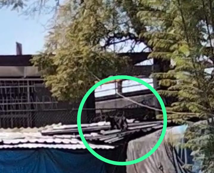 Reportan pantera suelta cerca del Metro Tacuba, en CDMX Reportan pantera suelta cerca del Metro Tacuba, en CDMX