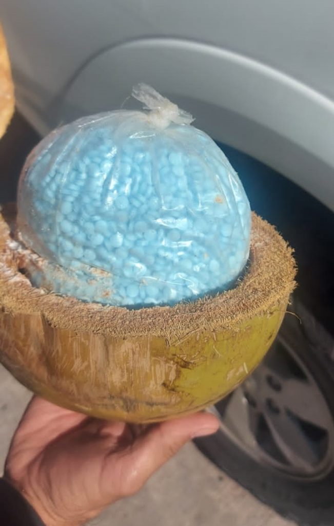 Decomisan 300 kilos de fentanilo dentro de cocos cerca de frontera con EE.UU. - pastillas-de-fentanilo-en-cocos-651x1024