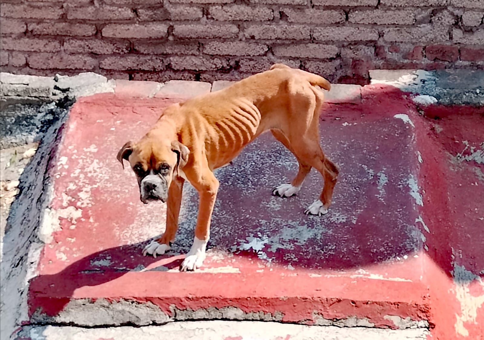 Rescatan en CDMX a perrita en los huesos; preparan denuncia por maltrato animal Rescatan en CDMX a perrita en los huesos; preparan denuncia por maltrato animal
