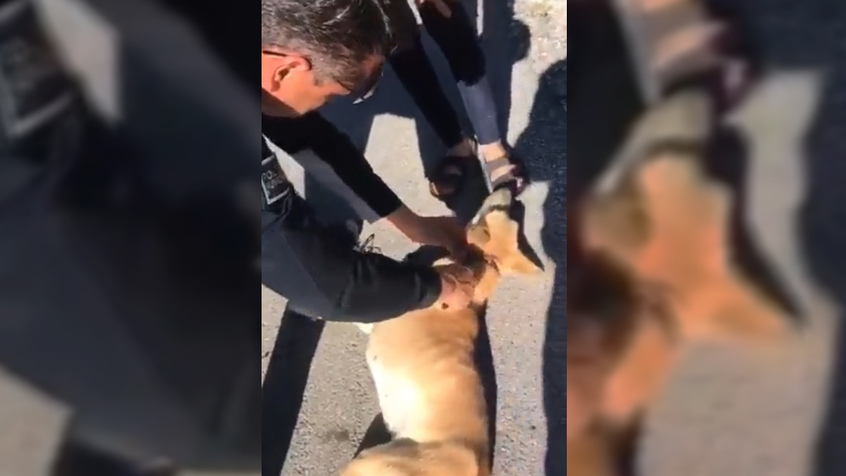 #Video Policía rescata a perro que era arrastrado por motocicleta en SLP
