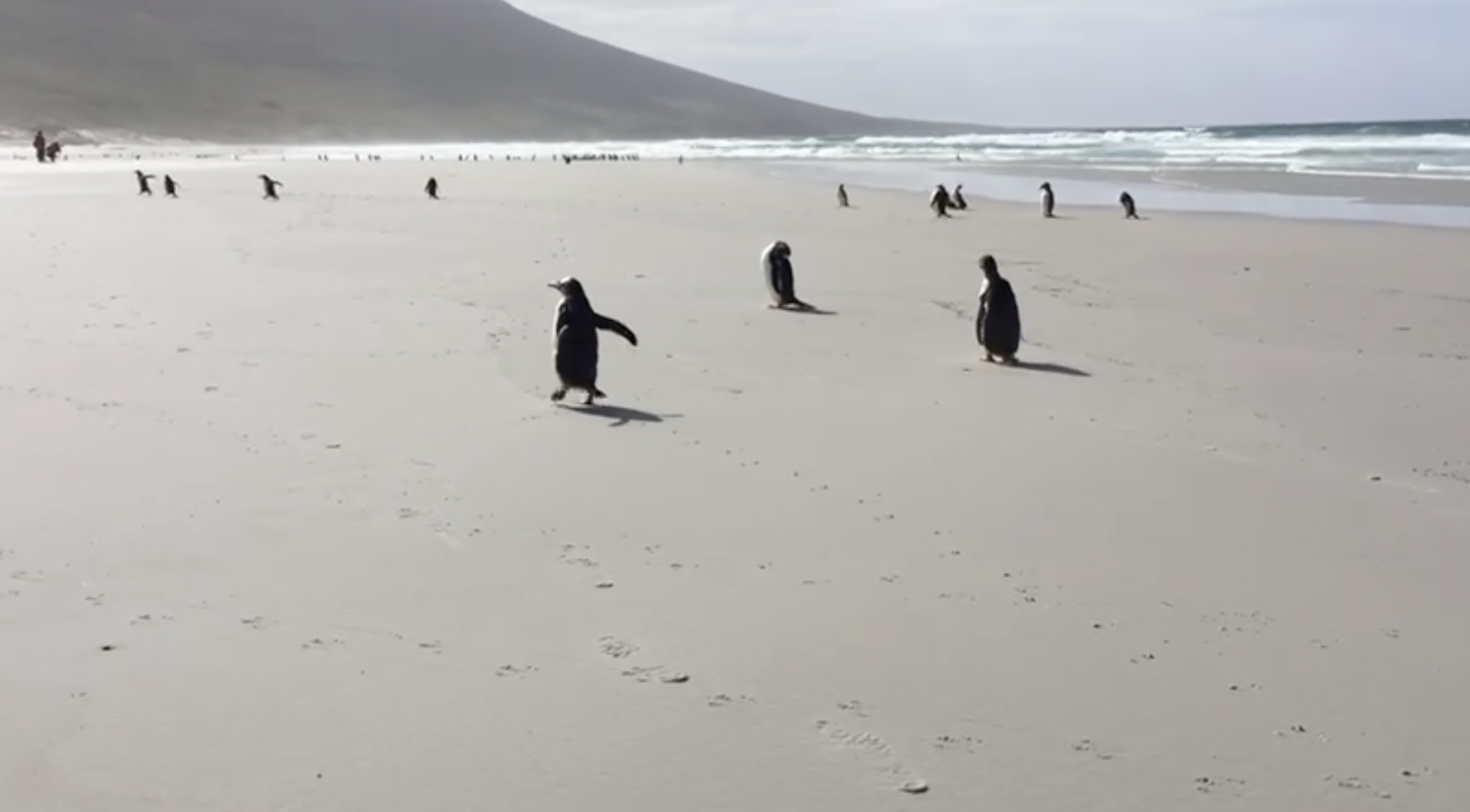 ¿Vivirías en una isla con 10 mil pingüinos?, por Ivonne Frid ¿Vivirías en una isla con 10 mil pingüinos?, por Ivonne Frid