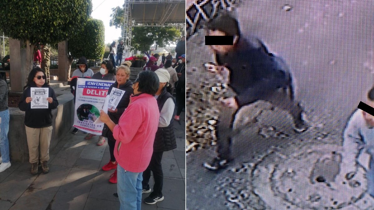 Denuncian el asesinato de la perrita ‘Waffle’ en Milpa Alta