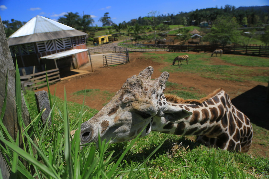 Muere ‘Big Boy’, jirafa de zoológico hondureño que dejó cartel ‘Los Cachiros’