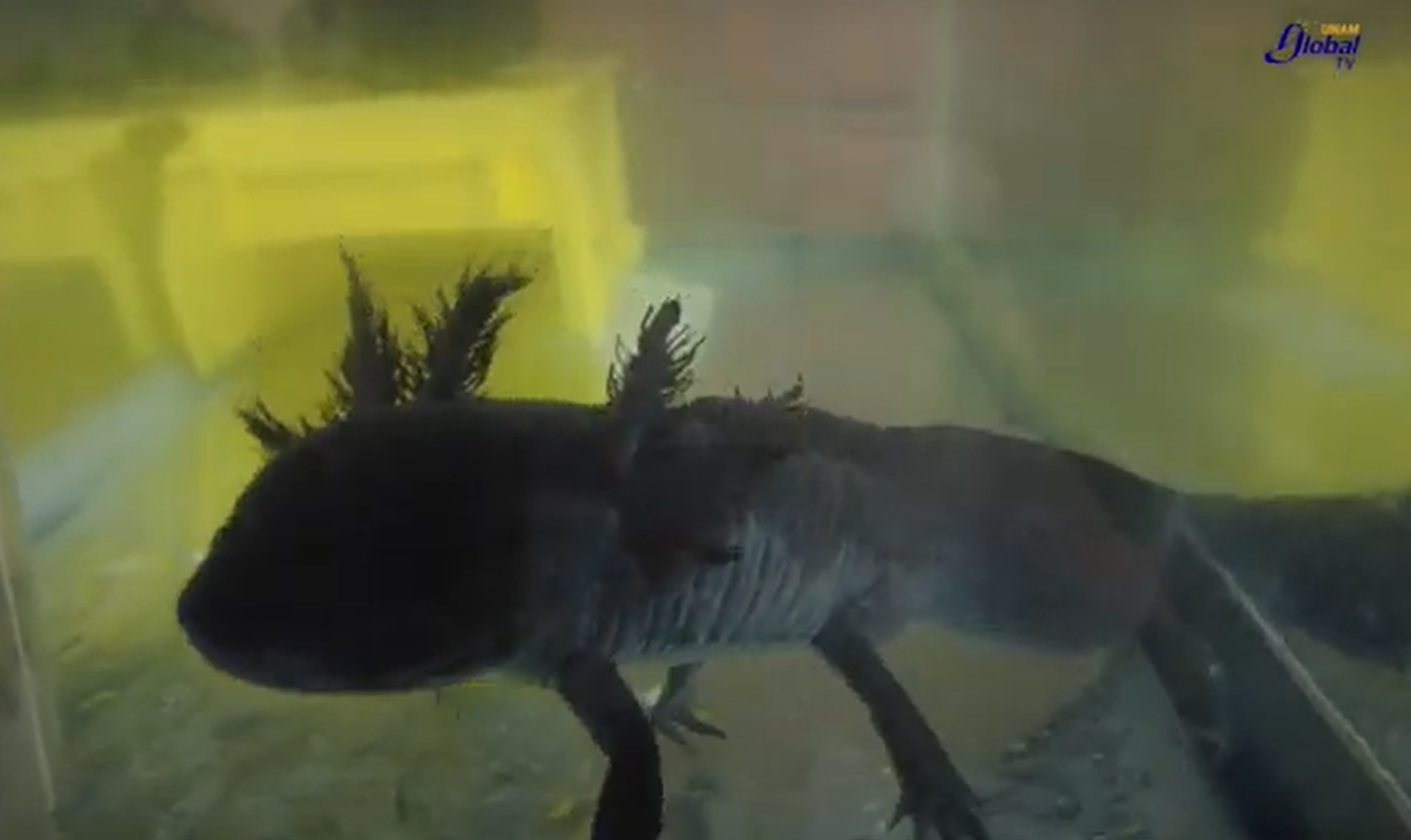 Si te gustan los ajolotes, así puedes ayudarlos