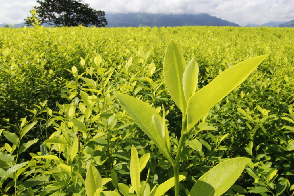 Una cerveza colombiana hace frente a la "satanización" de la hoja de coca - una-cerveza-colombiana-hace-frente-a-la-satanizacion-de-la-hoja-de-coca-3-1024x683