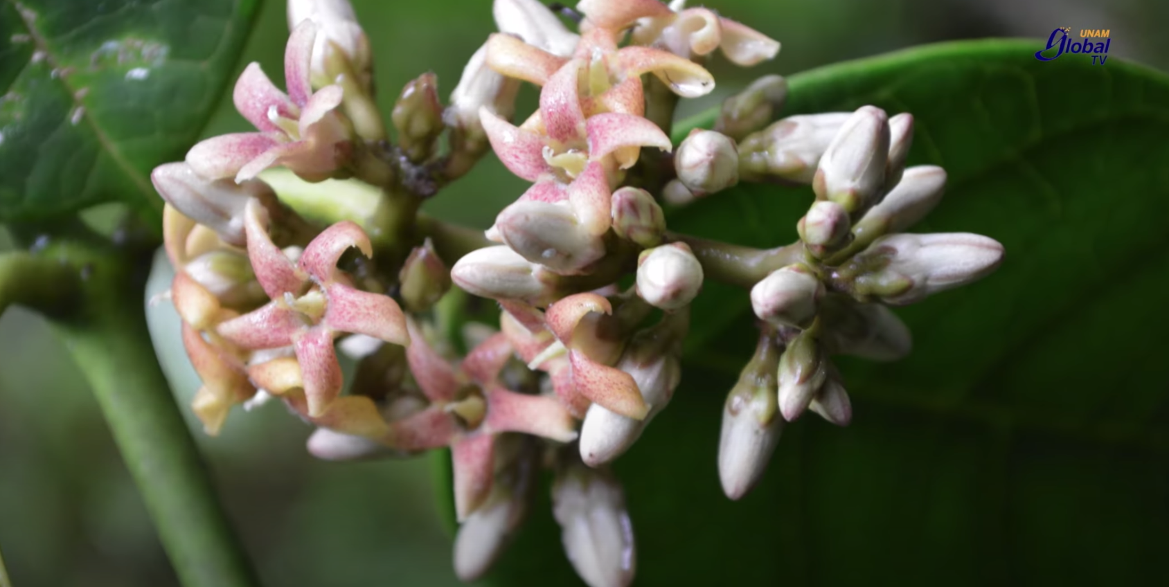 Especialistas de la UNAM descubren una nueva planta en México