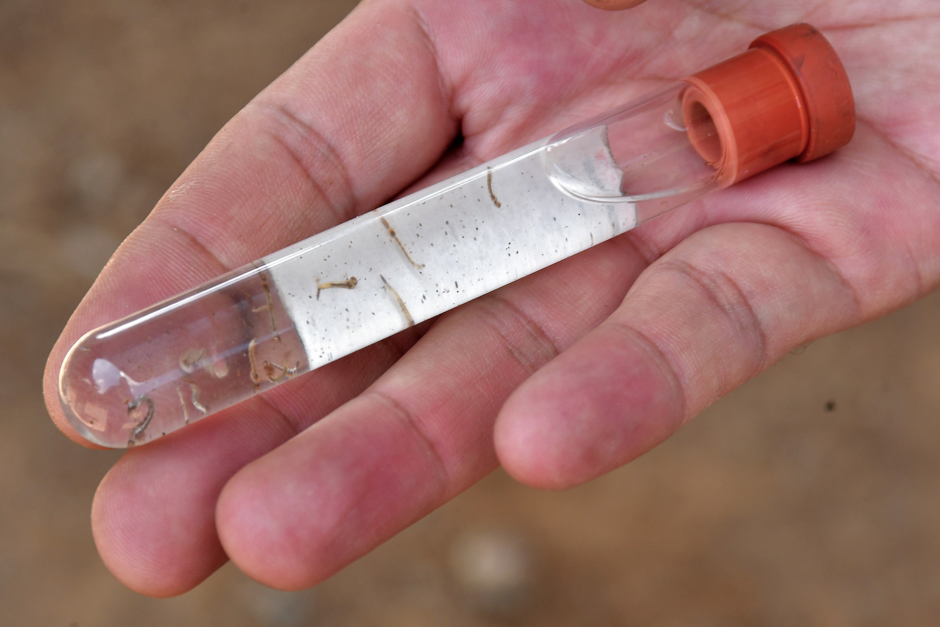 Cochabamba mide índice de infestación de mosquito transmisor del dengue Cochabamba mide índice de infestación de mosquito transmisor del dengue