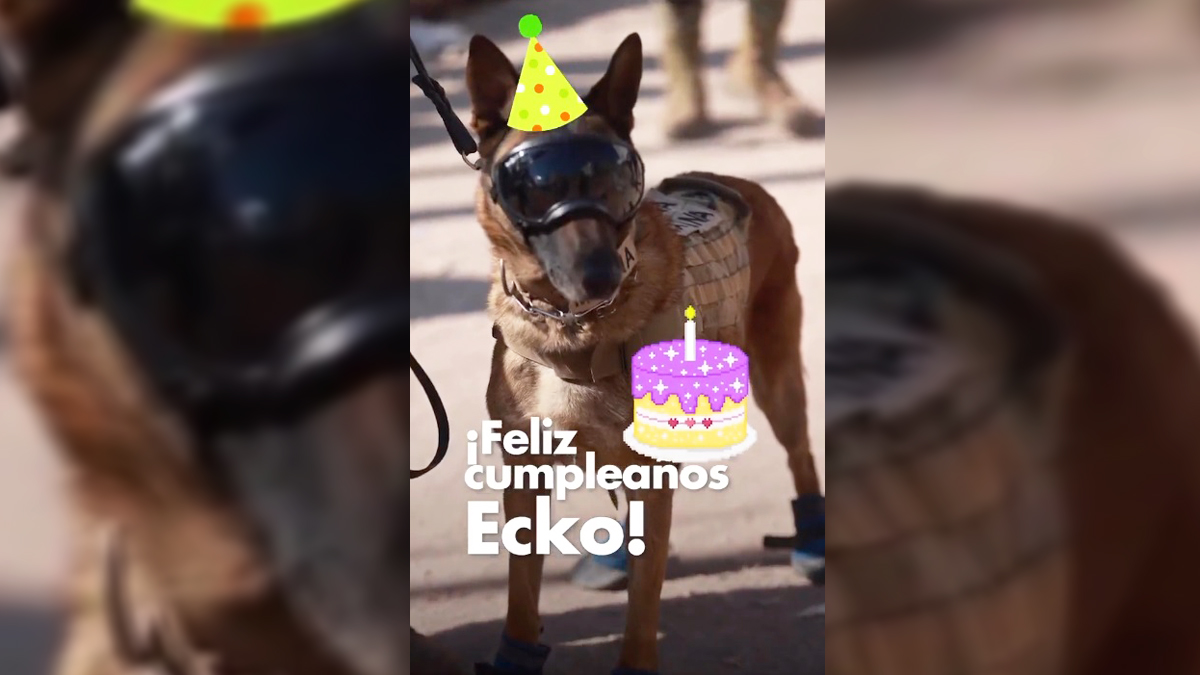 #Video Ecko, perro rescatista de la Semar, cumple años