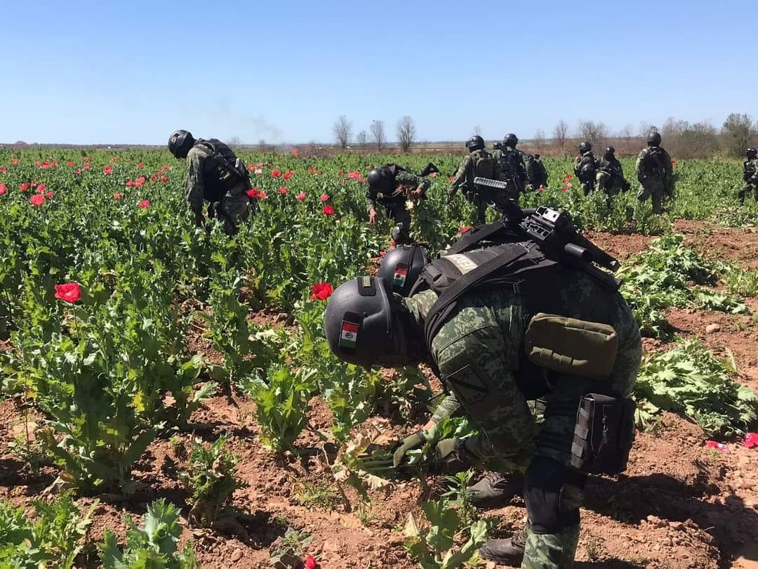 Aseguran en Sinaloa el plantío de amapola más grande en lo que va del año Aseguran en Sinaloa el plantío de amapola más grande en lo que va del año