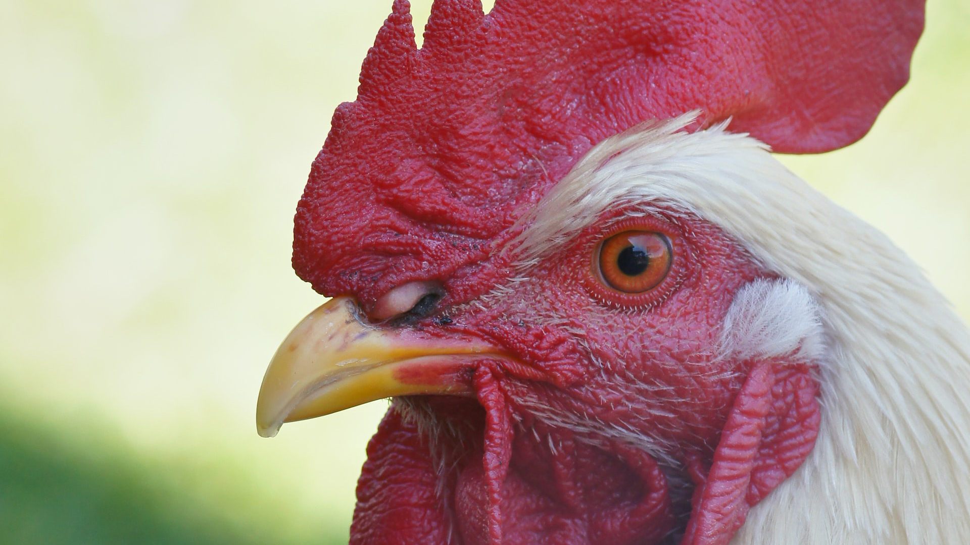 México, libre de focos de influenza aviar AH5N1 México, libre de focos de influenza aviar AH5N1