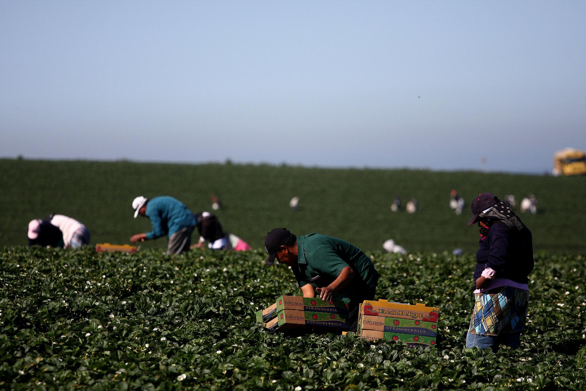 Mexico plans to send more than 26,000 day laborers to Canada in 2024