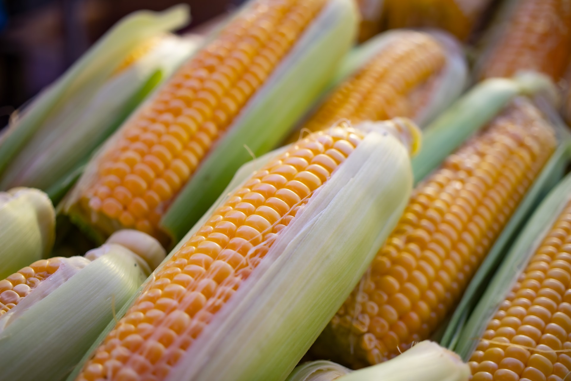 Canadá se une a consultas de EE.UU. contra México por maíz transgénico