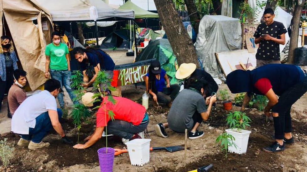 Retirarán plantón de cannabis afuera del Senado; colectivos crearán espacio cultural