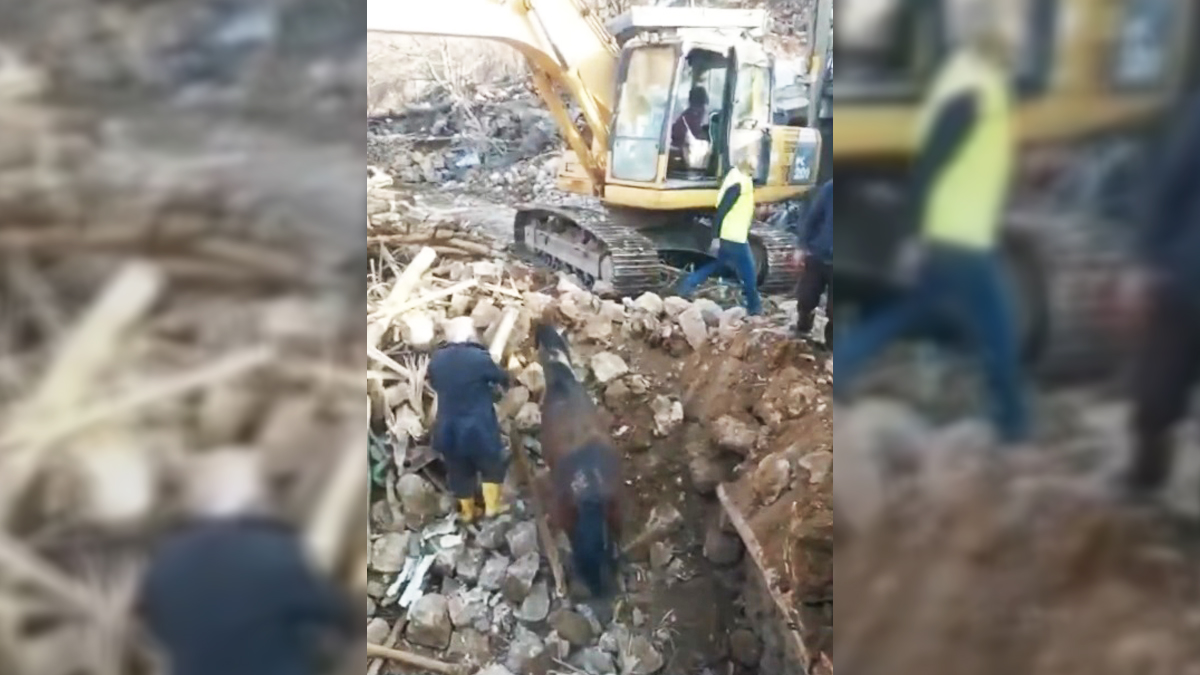 #Video Rescatan a caballo en Turquía tras 21 días entre escombros de sismo