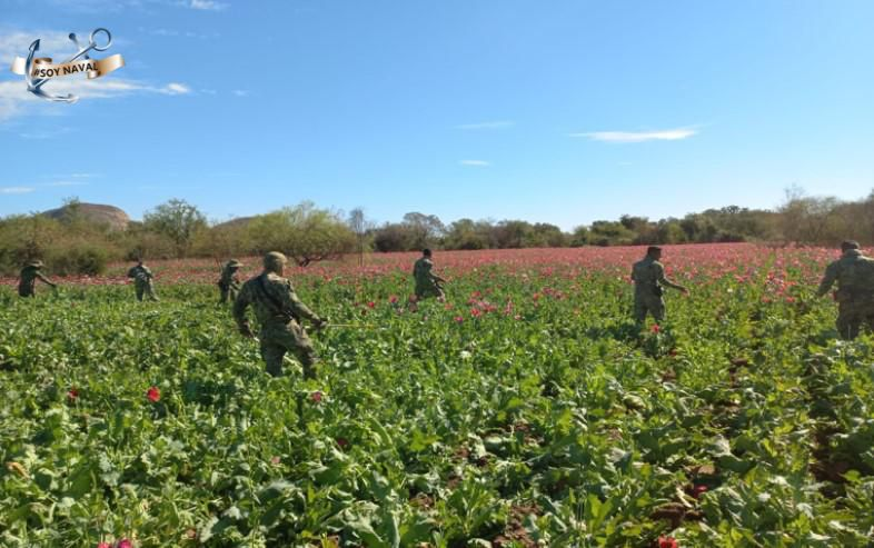 Semar desmantela 18 laboratorios clandestinos y destruye 60 plantíos de amapola y mariguana Semar desmantela 18 laboratorios clandestinos y destruye 60 plantíos de amapola y mariguana