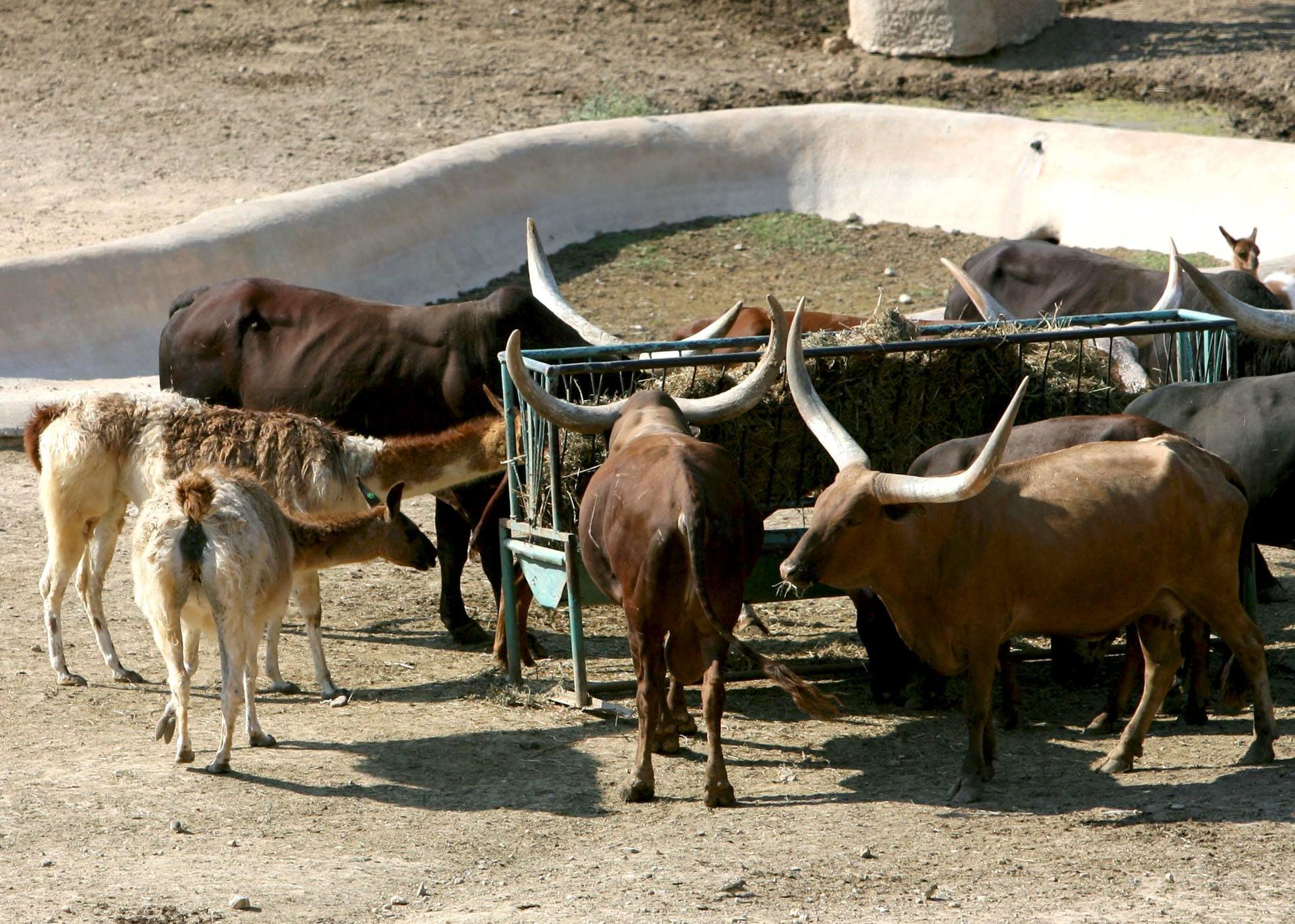 EE.UU. ordena matar a 150 vacas salvajes en Nuevo México
