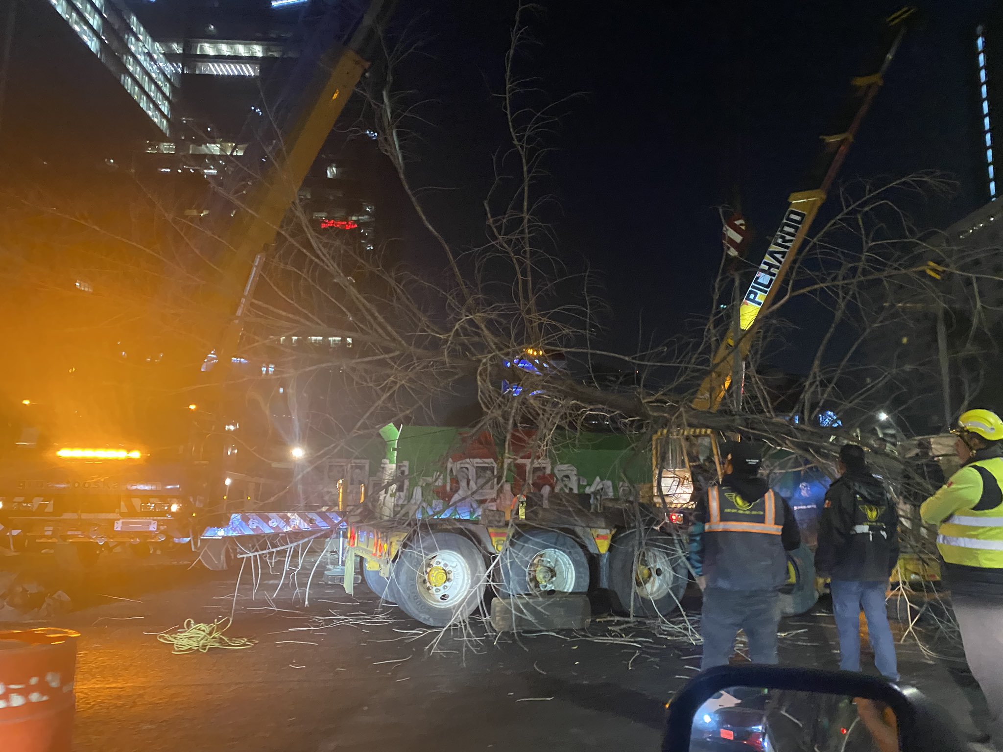 Retiran ahuehuete colocado en glorieta de Paseo de la reforma Retiran ahuehuete colocado en glorieta de Paseo de la reforma