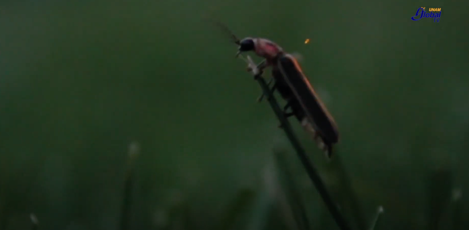 Brilla el nombre del cineasta mexicano Guillermo del Toro, en nueva especie de luciérnaga